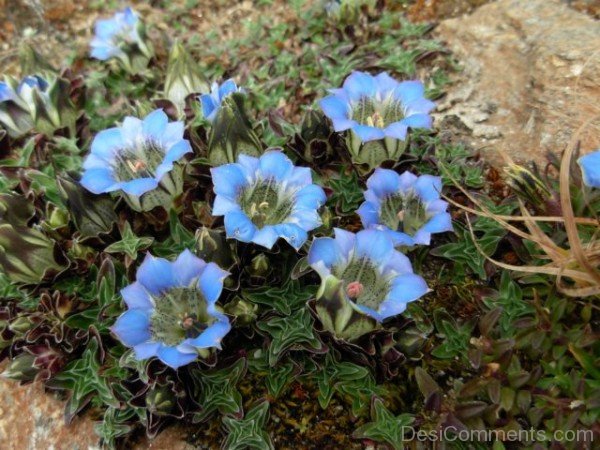 Gentiana Depressa Flowers ImageDCbbDC08