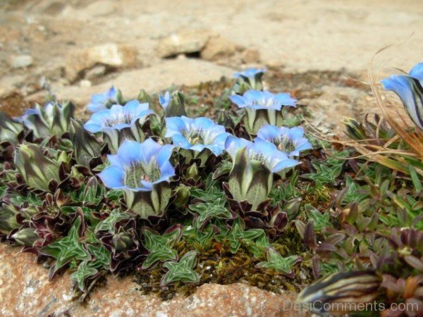 Gentiana Depressa Flowers PhotoDCbbDC07