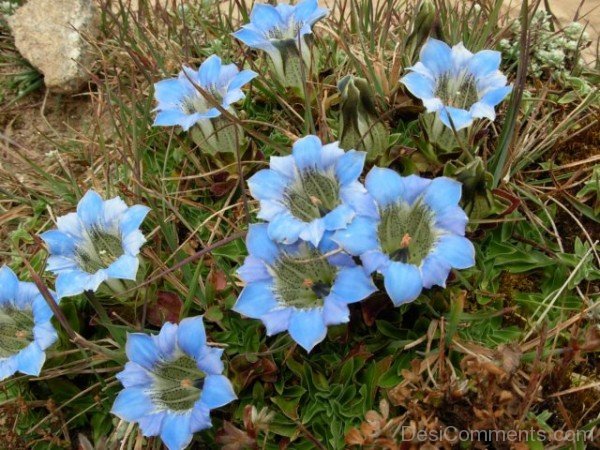 Gentiana Depressa Flowers PictureDCbbDC10