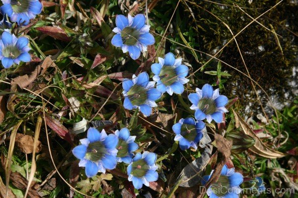 Gentiana Depressa FlowersDCbbDC16