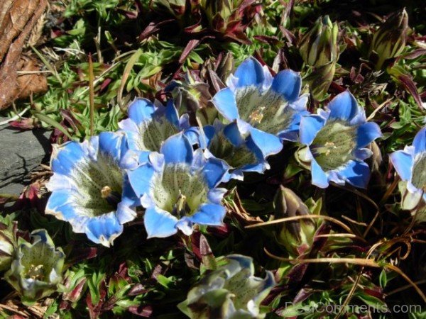 Gentiana Depressa PictureDCbbDC09