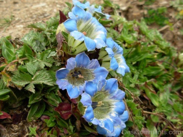 Gentiana Depressa With Green LeavesDCbbDC05