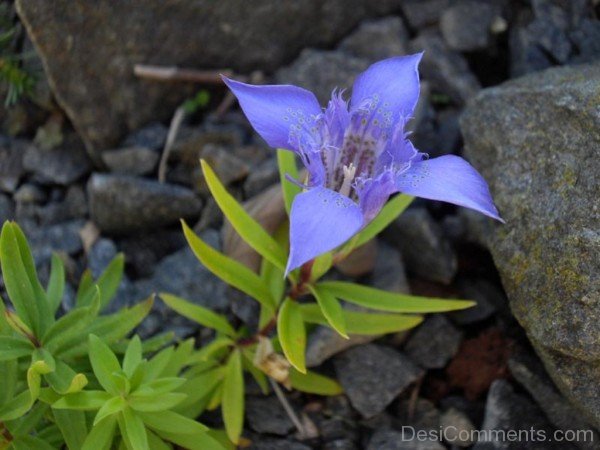 Gentiana Paradoxa Flower Image-ghi608DC0109