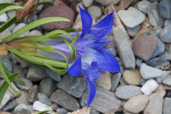 Gentiana Paradoxa Flower Photo-ghi609DC0128