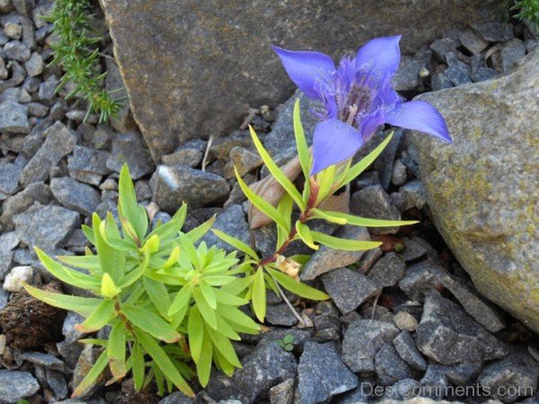 Gentiana Paradoxa Flower Picture-ghi610DC0120