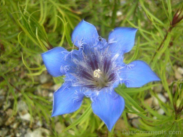Gentiana Paradoxa Flower-ghi611DC0104