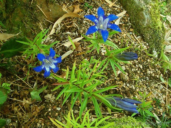 Gentiana Paradoxa Flowers Image-ghi612DC0126