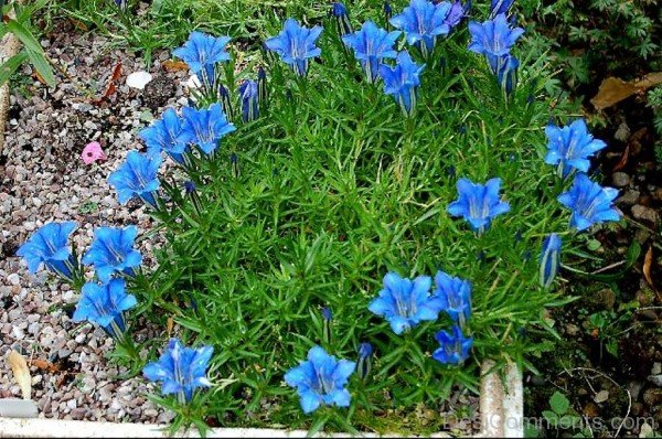 Gentiana Paradoxa Flowers With Green Leaves-ghi615DC0121