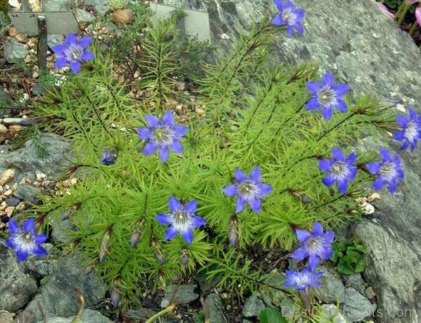 Gentiana Paradoxa Image-ghi617DC0110