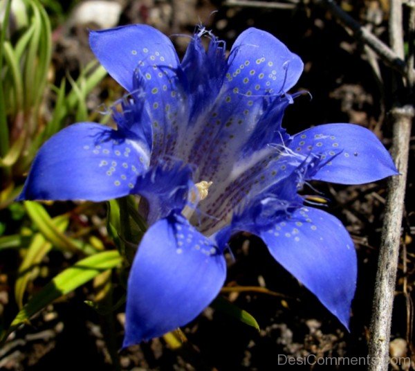 Gentiana Paradoxa-ghi620DC0114