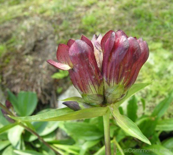 Gentiana Purpurea Flower Imageaaj209DC0202