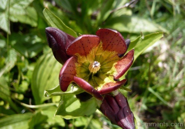 Gentiana Purpurea Flower Pictureaaj211DC0221