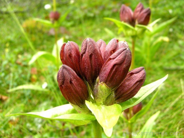 Gentiana Purpurea Floweraaj212DC0214