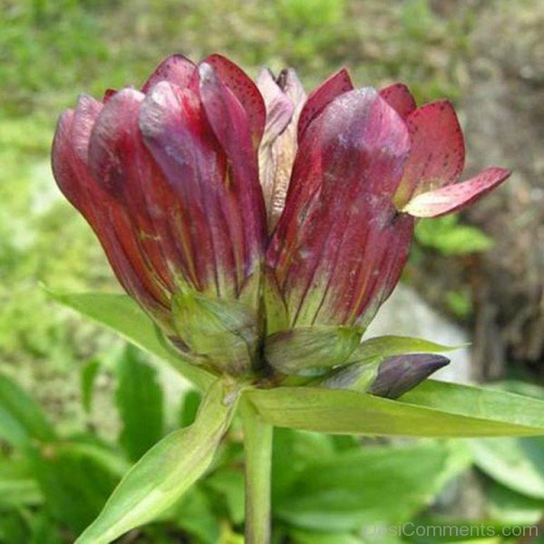 Gentiana Purpurea Flowers Imageaaj213DC0203