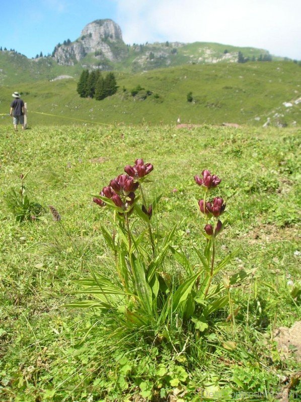 Gentiana Purpurea Flowers Pictureaaj215DC0224