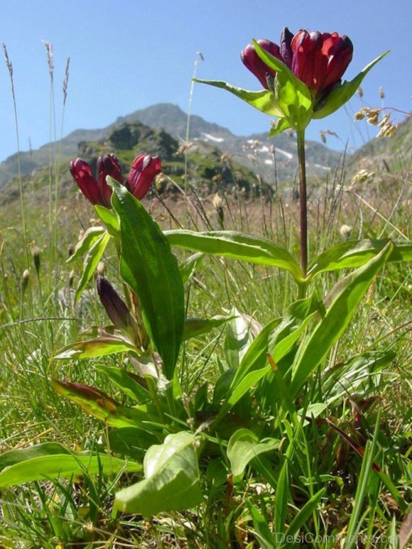 Gentiana Purpurea Flowers With Green Leavesaaj216DC0217