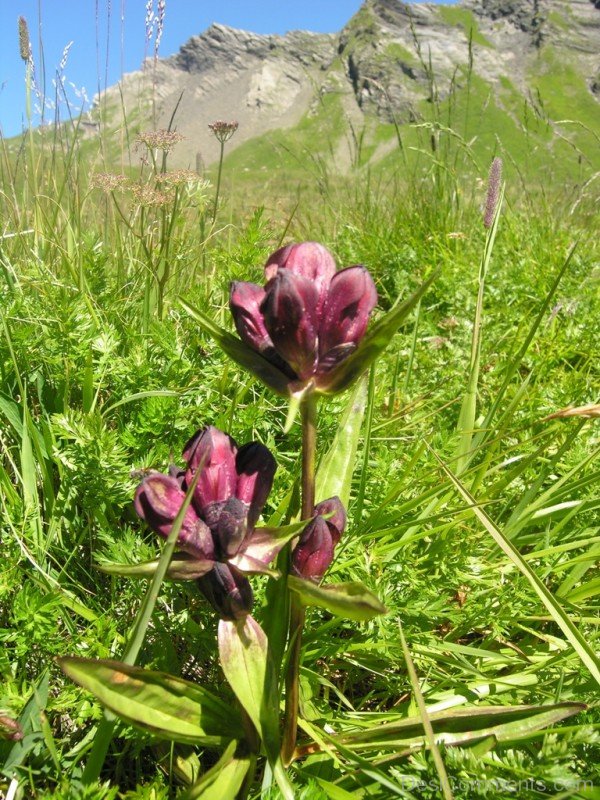 Gentiana Purpurea Flowersaaj217DC0233