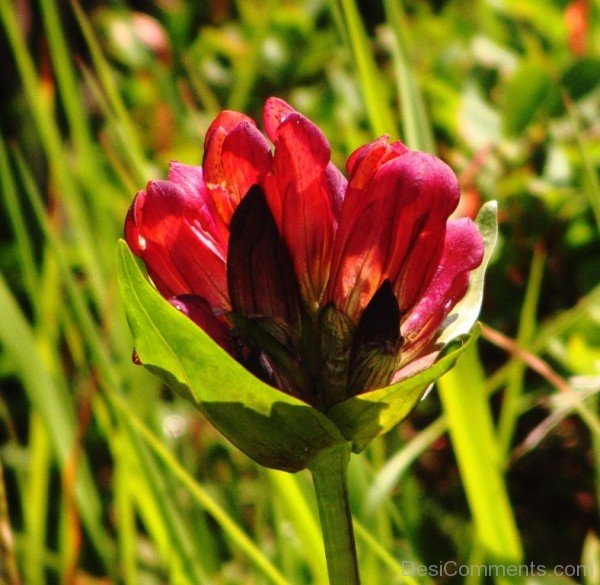 Gentiana Purpurea Photoaaj219DC0216