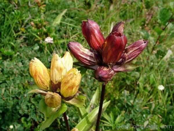 Gentiana Purpurea Pictureaaj220DC0223