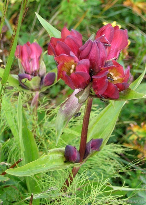 Gentiana Purpurea