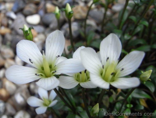 Gentiana Saxosa Flowers Image