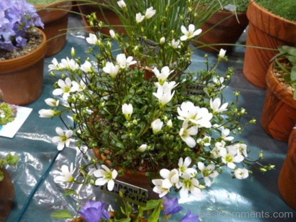 Gentiana Saxosa Flowers In Pot