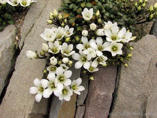 Gentiana Saxosa Flowers Photo