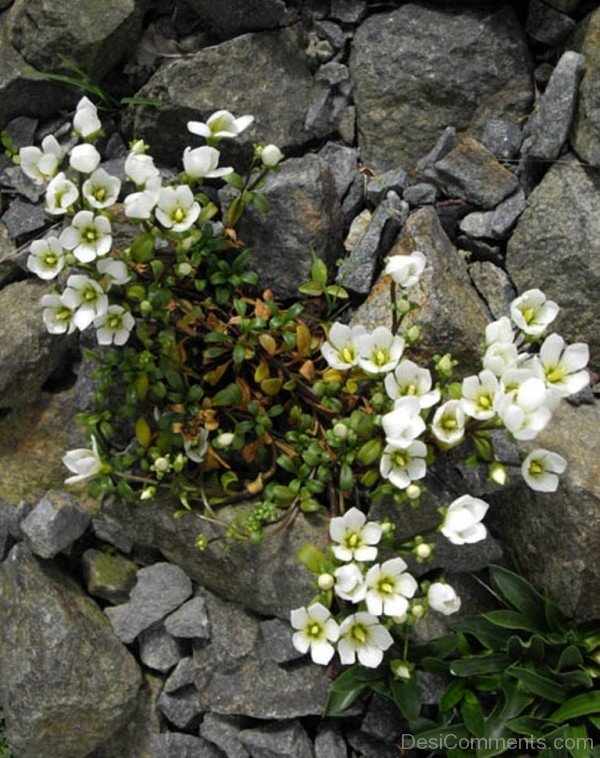 Gentiana Saxosa Flowers Picture