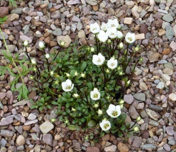 Gentiana Saxosa Flowers With Leaves