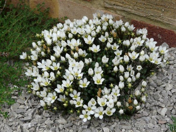 Gentiana Saxosa Flowers