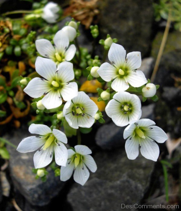 Gentiana Saxosa Photo