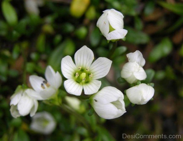 Gentiana Saxosa Picture