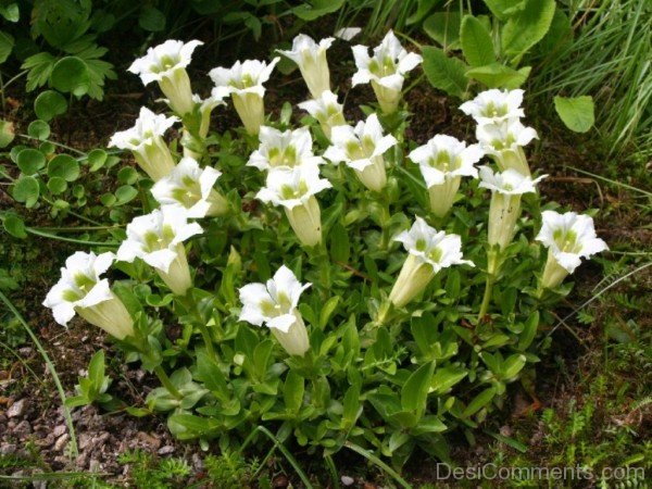 Gentiana Septemfida Alba Flowers With Green Leaves-mvx906DC01DC09