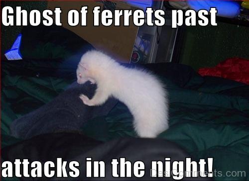 Ghost Of Ferrets Past