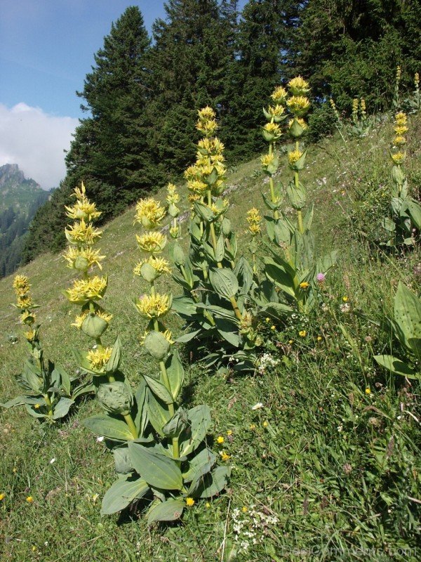 Giant Yellow Gentian Flowers Photo
