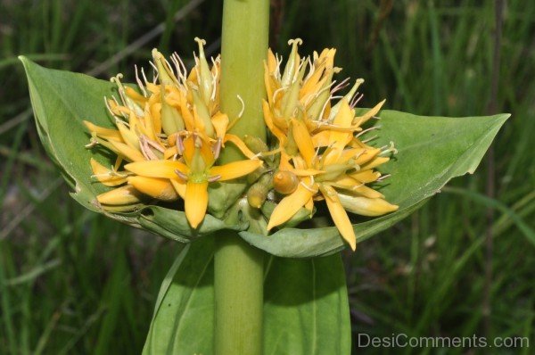 Giant Yellow Gentian Flowers Picture-jha311D9DC25