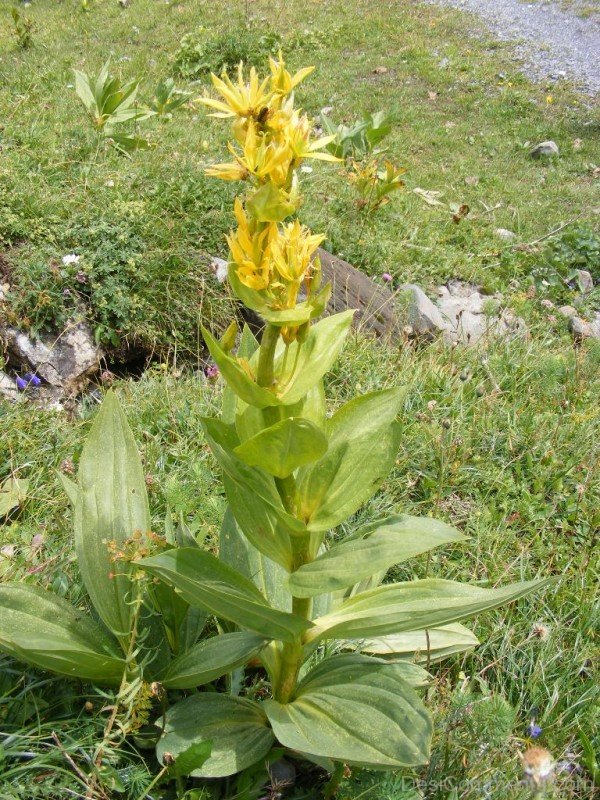Giant Yellow Gentian Flowers With Leaves-jha312D9DC21