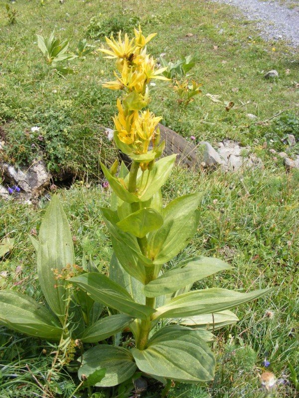 Giant Yellow Gentian Flowers With Leaves