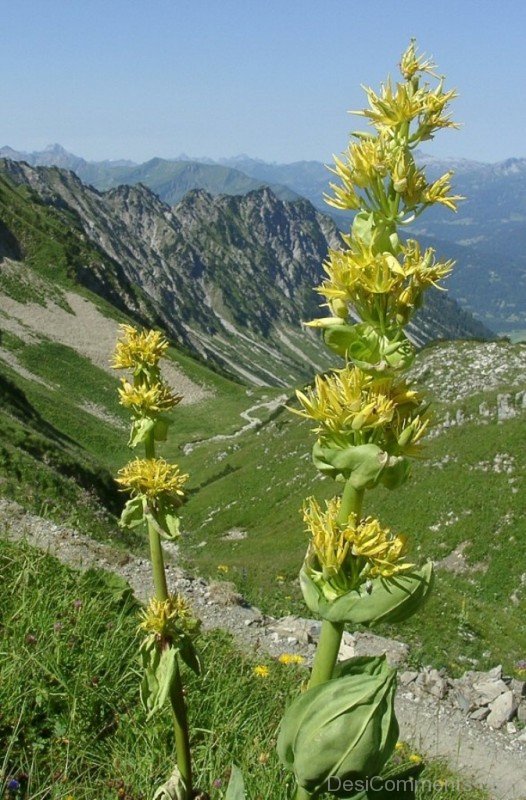 Giant Yellow Gentian Flowers