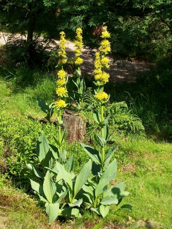 Giant Yellow Gentian Image