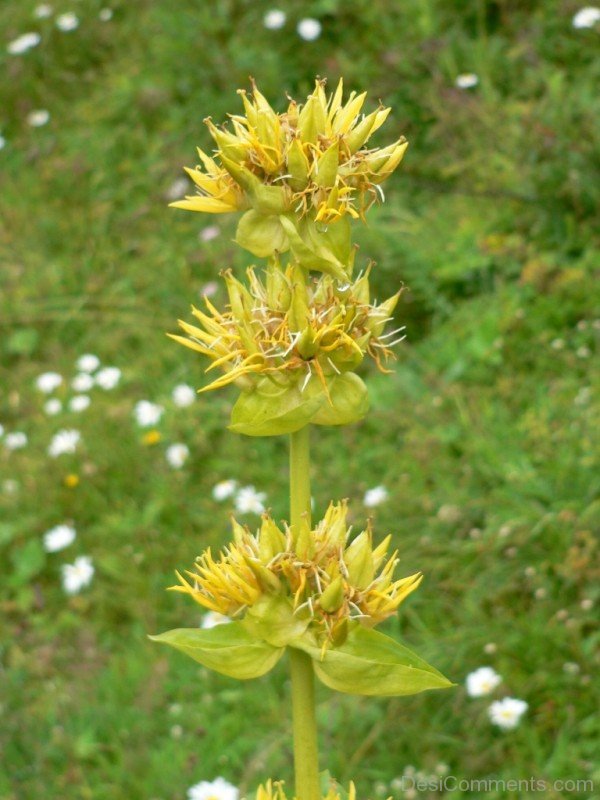 Giant Yellow Gentian Photo
