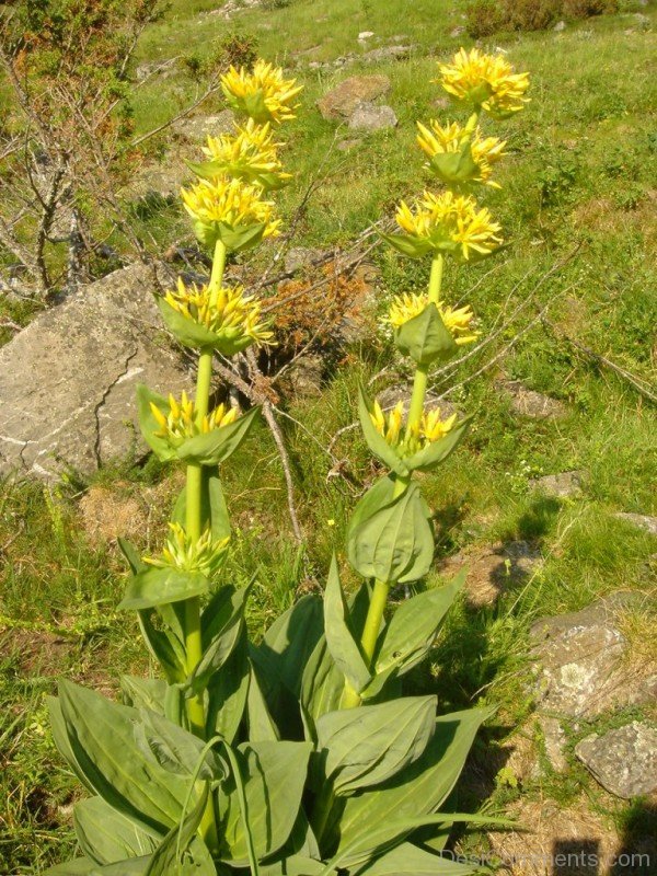 Giant Yellow Gentian Picture