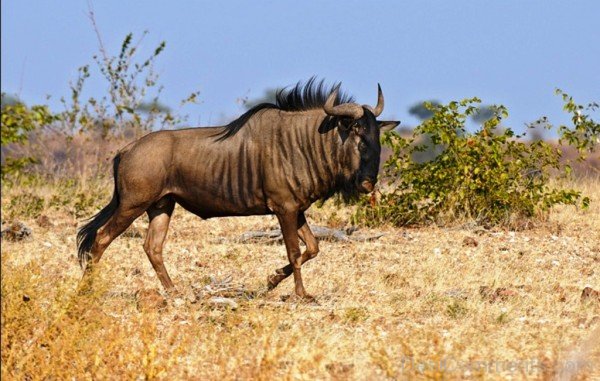 Gnu Photo -adb805desi9806