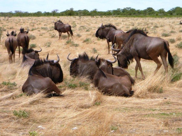 Gnus In Dry -adb809desi9809