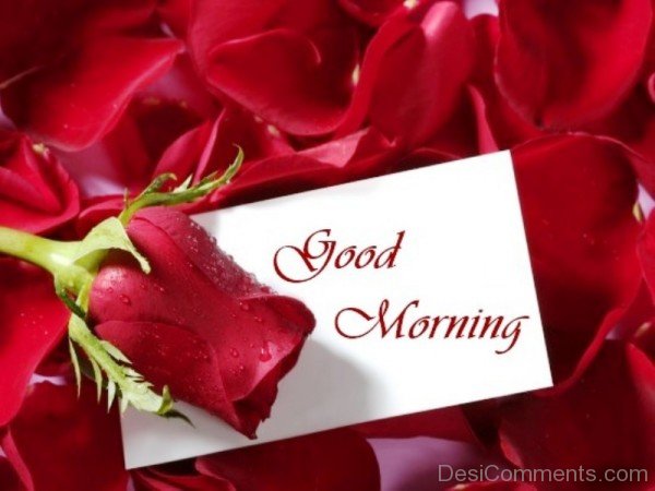 Good Morning With Rose