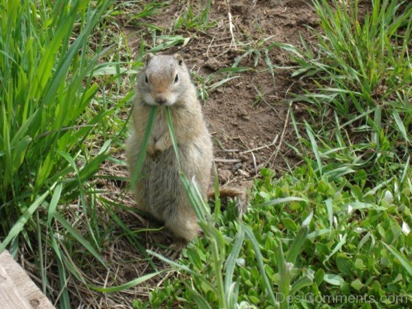 Gopher Eating Grass-db209