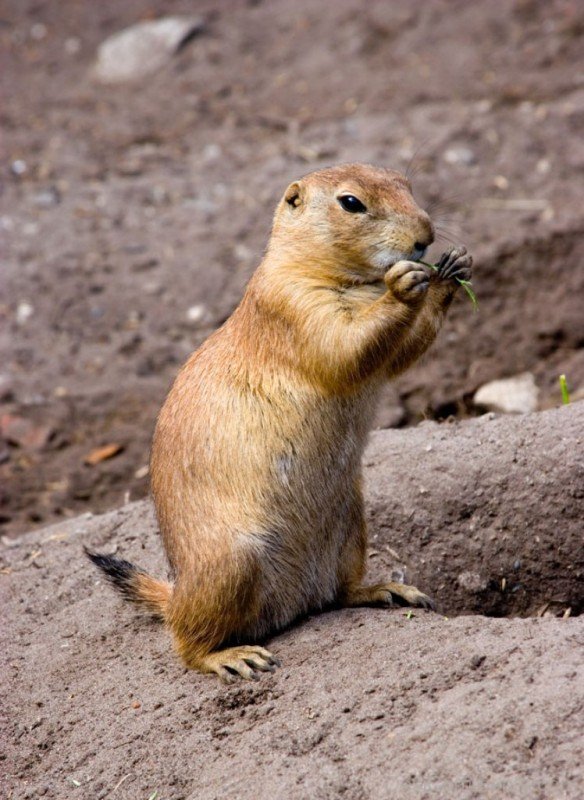 Gopher Picture-db217