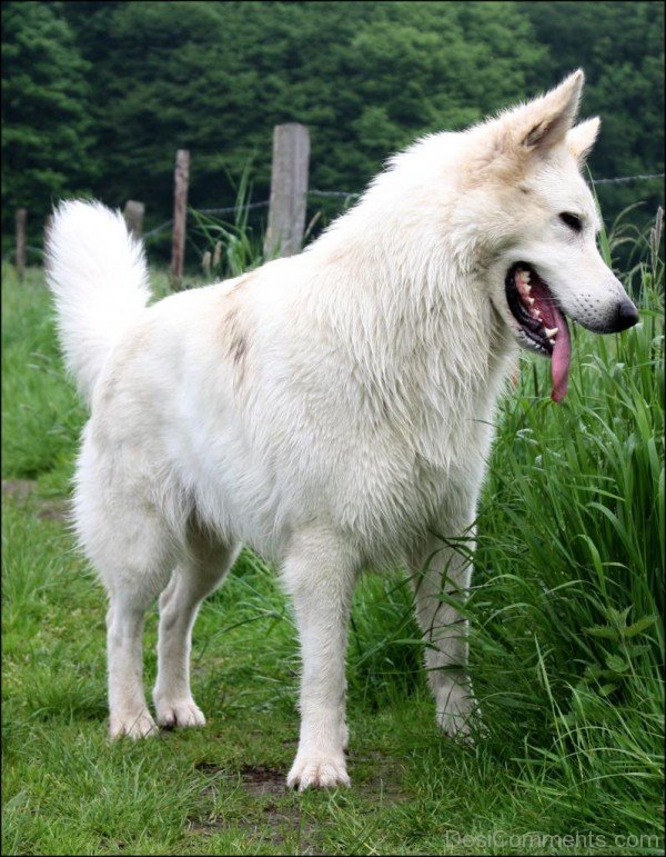 Great Berger Blanc Suisse Dog-ADB96348DC90DC47