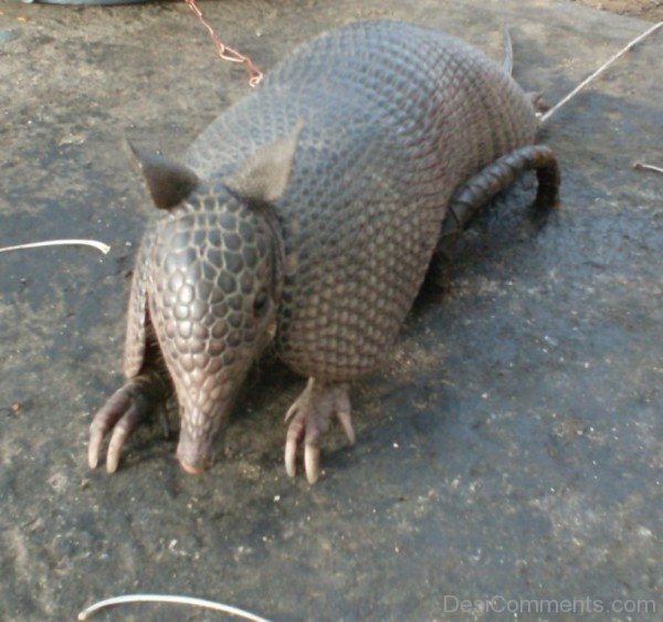 Grey Armadillo On Road-db036