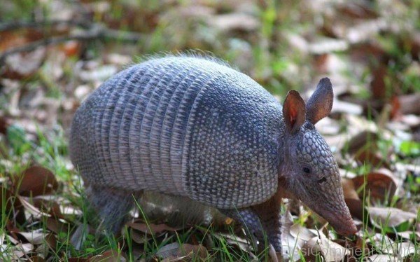 Grey Armadillo-db037